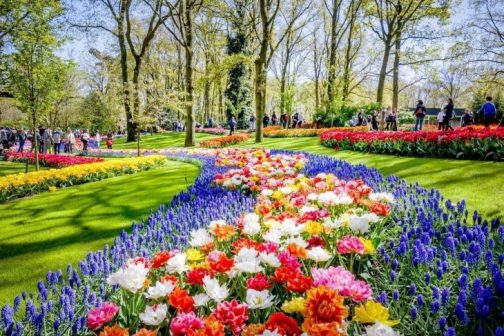 Amsterdam i festiwal tulipanów