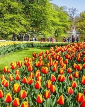 Amsterdam i tulipany z noclegiem Wycieczka Holandia 2024 (F1-030)