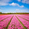 Festiwal tulipanów i miasto z baśni Braci Grimm Amsterdam i Brema [PLATINUM] (F1-031)