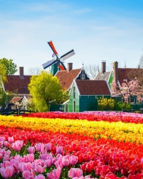 Parada Kwiatów w Holandii Wycieczka 2024 (PBO-012)