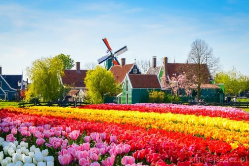 Wycieczka Parada Kwiatów w Holandii 2022 (PBO-012)