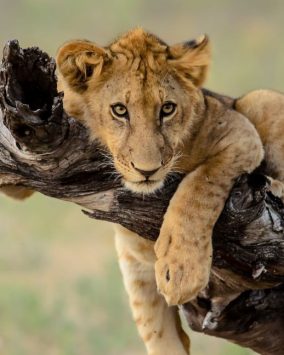 Tanzania Parki Narodowe + Wyspa Wonnych Przypraw Zanzibar Wycieczka 2026 (L1-033)