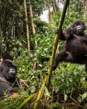 Uganda Rwanda Wycieczka 2026/2027 (L1-071)