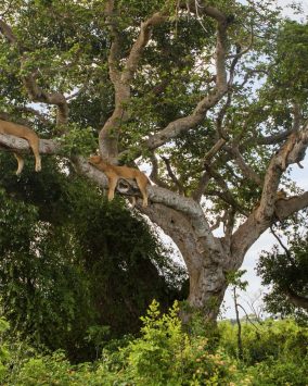 Uganda Rwanda Wycieczka 2026/2027 (L1-071)