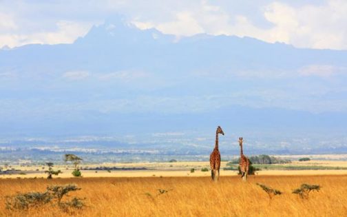 Wycieczka Kenia w pogoni za Wielką Piątką (safari) 2022 (E2-078)