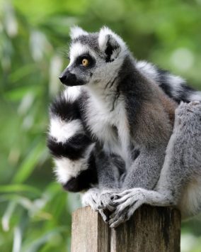 Pielgrzymka na Madagaskar – 12 dni samolot 2026 (M1A-070)