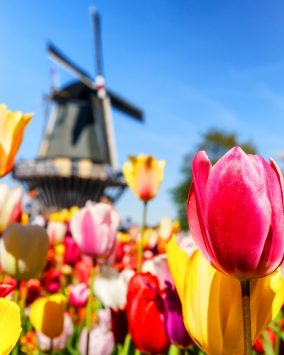 Wycieczka do Amsterdamu + Festiwal Tulipanów Express 2024 (I1-205)