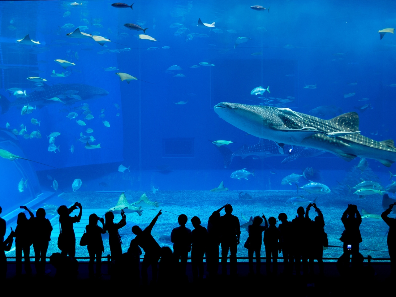 Oblicza Japonii - Wycieczka do Japonii z Okinawą - 12 dni samolot (M1A-158)