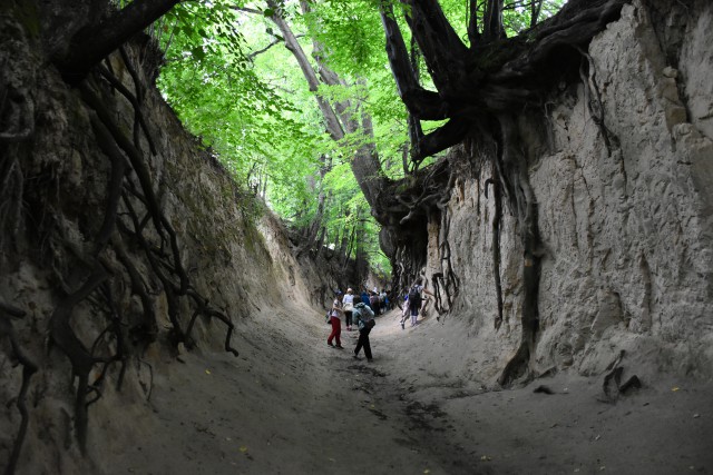 Zielona Szkoła w Kazimierzu nad Wisłą 3 dni wiek 6-18 lat (K1-263)