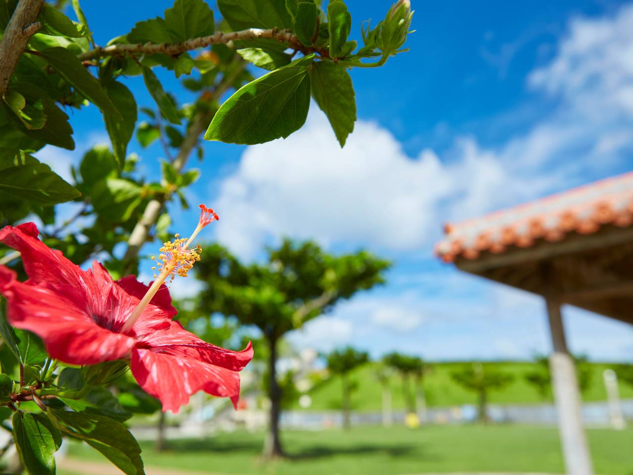 Wycieczka do Japonii i na Okinawę - 14 dni samolotem (M1A-200)