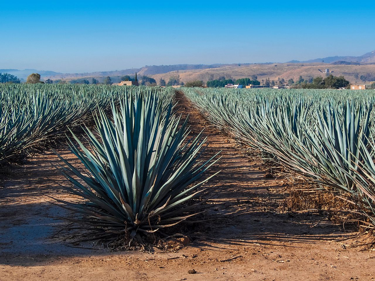 Pielgrzymka do Meksyku z Guadalajarą 13 dni – wylot Warszawa (M1A-223)